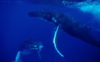 Observation des baleines : les Polynésiens encouragés à devenir des contributeurs