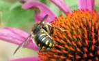 Des chercheurs reconstituent le paysage ancien de Marseille grâce aux insectes et aux pollens