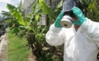 Guadeloupe : 6 décès en lien avec le chikungunya