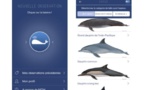 MObI, l'appli pour aider au recensement des baleines