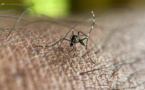 Chaleur en France: s'attendre à une hausse des virus "exotiques"