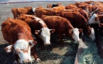 Le boeuf, une source de protéines qui coûte cher à l'environnement