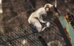 Le sang des singes de la région de Fukushima modifié