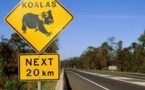 Agrippé à une voiture qui file sur l'autoroute, le koala survit