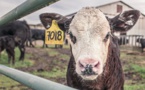 Une start-up californienne décroche un premier sésame en vue de commercialiser de la viande artificielle