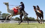 Dans la Sarthe, les passionnés de course de dromadaires rêvent de reconnaissance