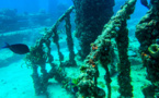Au large de la Floride, un cimetière sous-marin utile à la faune aquatique