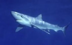 Un requin bleu aperçu devant la plage d'Ostie, près de Rome