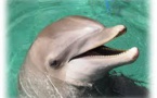 Les dauphins poussent des cris perçants quand ils sont contents