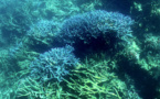 La dégradation de la Grande barrière de corail se poursuit
