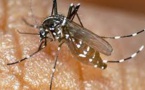 Le Var en état de vigilance après un premier cas de dengue autochtone