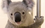 Un koala miraculé du bouche-à-bouche