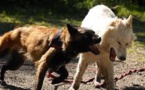 Un enfant blessé par des chiens à Teahupoo