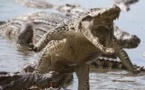 Nouvelles attaques de crocodiles en Australie et aux Salomon