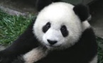 Chine: la "gestation simulée" d'un panda qui voulait profiter de rations supplémentaires