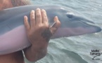 Le dauphin échoué dimanche à Mahina retrouvé mort