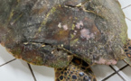 Encore une tortue victime d’accident de la mer