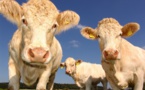 Nouvelle-Zélande: les éleveurs toujours asphyxiés par le plan de taxation des rots et pets de vache