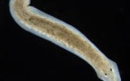 Un ver immortel offre de nouvelles pistes pour lutter contre les bactéries résistantes