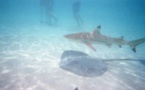 Une touriste mordue par un requin à pointes noires dans le lagon de Moorea
