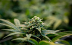 Cannabis: la vente de CBD sous toutes ses formes définitivement autorisée en France