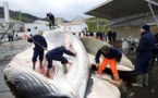 L'Islande sommée de stopper la chasse à la baleine par l'UE et une coalition internationale
