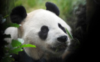 Le seul couple de pandas du Royaume-Uni va rentrer en Chine sans descendance