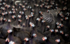 Grippe aviaire: la flambée épidémique continue, 4,6 millions de volailles abattues depuis août
