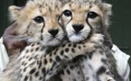 Moitié moins d'animaux sauvages sur Terre qu'il y a 40 ans