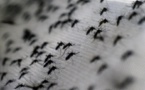 Brésil : lâcher de milliers de moustiques "vaccinés" contre la dengue à Rio