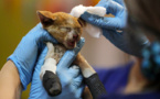 Chili: un hôpital de campagne pour les animaux victimes des incendies
