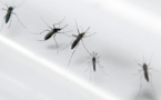 Le chikungunya s'installe en Polynésie française