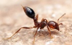 Lutte contre l’infestation de la petite fourmi de feu : plan d’action à Tahiti, Moorea et Rurutu