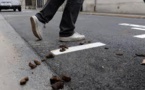 Espagne: une ville embauche des détectives anti-crottes de chien