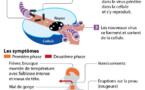Ebola: cinq questions-clés sur un virus tueur