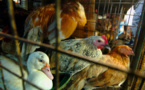 Une agence européenne recommande de bannir l'élevage en cage des volailles
