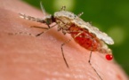 Chikunguyna : 194 cas confirmés, 420 suspectés, 154 prélèvements en attente