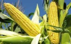 Demain, le maïs français cultivé avec nos déchets?
