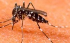 Premier cas importé de chikungunya en Nouvelle-Calédonie