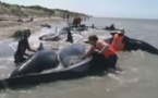Echouage de baleines en Nouvelle-Zélande: mort de 36 cétacés, 21 sauvés