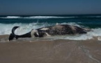 Une baleine d'une quinzaine de mètres échouée sur une plage de Camargue