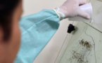  Des mâles stériles pour anéantir le moustique Aedes polynesiensis