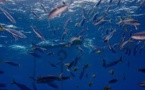 Thon tropical: les pêcheurs français font campagne pour des techniques de pêche plus durables