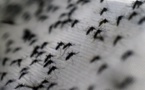 Chikungunya : 63 hospitalisations depuis le début de l'épidémie