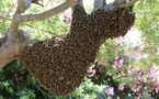Hécatombe d'abeilles dans les Pyrénées: appel inédit aux dons d'essaims