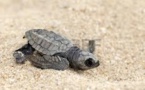 Honduras: 30.000 tortues marines gagnent la mer sous la protection d'écologistes