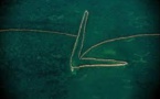 Google s'engage dans la lutte contre la pêche illégale