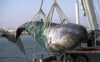 Baleines: le Japon promet des prises moindres pour recommencer à chasser dans l'Antarctique