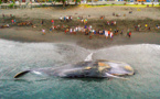 Un cachalot de 18 mètres s'échoue sur une plage de Bali
