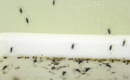 Le changement climatique favorise la dengue et le chikungunya
